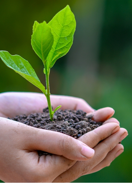 Planta